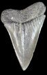 Large Fossil Mako Shark Tooth - Georgia #39268-1